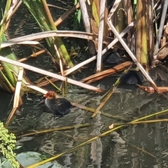 Fulica atra