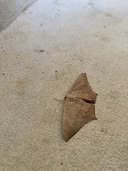 Prochoerodes tetragonata