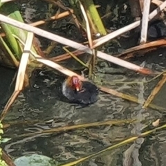Fulica atra