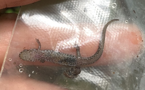 Chattooga Dusky Salamander