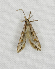 Scoparia ithyntis
