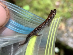 Desmognathus perlapsus