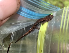 Desmognathus perlapsus