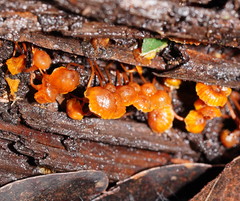 Xeromphalina leonina