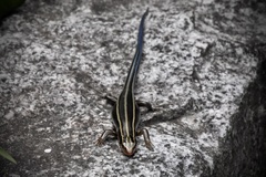 Plestiodon latiscutatus