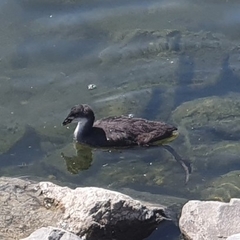Fulica atra