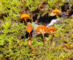Xeromphalina leonina
