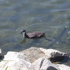 Fulica atra