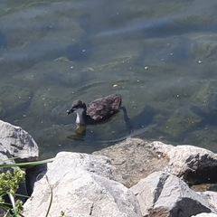 Fulica atra