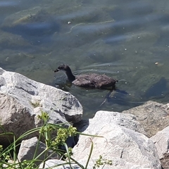 Fulica atra