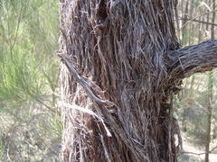 Allocasuarina inophloia