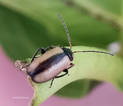 Calomicrus circumfusus