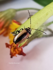 Calomicrus circumfusus