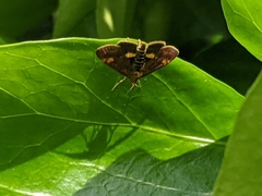 Pyrausta aurata
