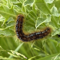 Malacosoma castrense