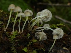 Mycena subviscosa