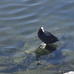 Fulica atra