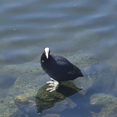Fulica atra