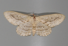 Scopula megalocentra