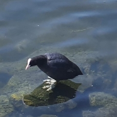 Fulica atra