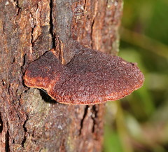 Postia pelliculosa