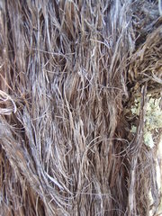 Allocasuarina inophloia