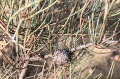 Allocasuarina pusilla
