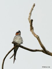 Hemiprocne coronata