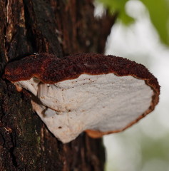 Postia pelliculosa
