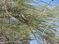 Allocasuarina inophloia