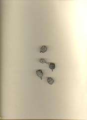 Allocasuarina inophloia