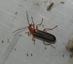 Podabrus protensus