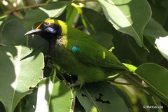 Chloropsis aurifrons