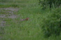 Urocitellus undulatus