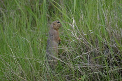 Urocitellus undulatus
