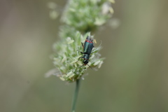 Clanoptilus spinipennis