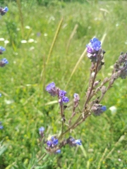 Anchusa leptophylla