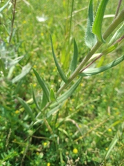 Anchusa leptophylla