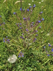 Anchusa leptophylla