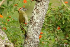 Picus xanthopygaeus