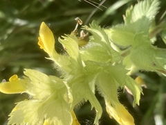 Rhinanthus alectorolophus