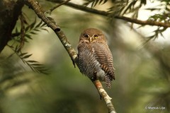 Glaucidium radiatum