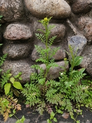 Descurainia sophia