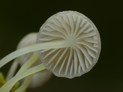 Mycena subviscosa