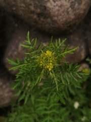 Descurainia sophia