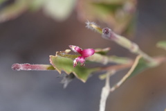 Adenanthos cuneatus