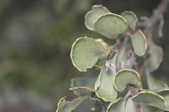 Adenanthos cuneatus