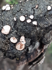 Poronia erici