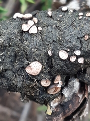 Poronia erici