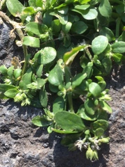 Polycarpon tetraphyllum